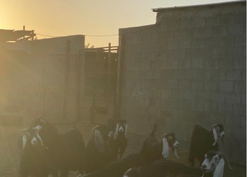مزرعة بمسطحات خضراء وبيت شعر