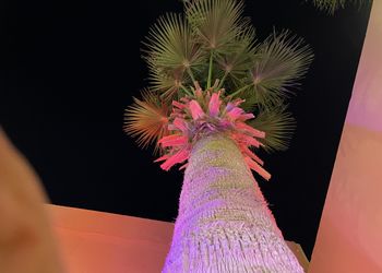 شاليه بمسطح اخضر ومسبح