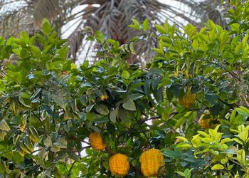 مزرعة 1 بجلسة مطلة على الجبل 