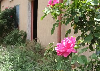 استراحه بإطلاله على مزرعه وحديقه