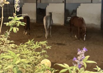 استراحة باسطبل خيل وصالة جلوس