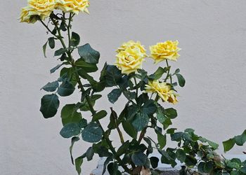 شاليه بمجالس انيقه وواسعه