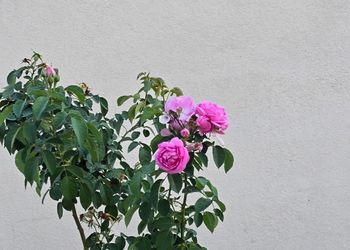 شاليه بمجالس انيقه وواسعه