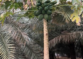 مزرعة بمسطح اخضر وجلسة خارجية 