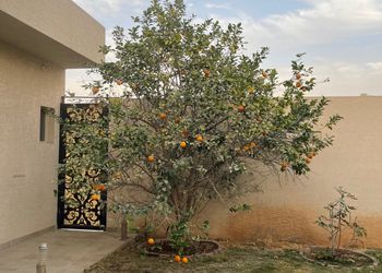 استراحة بمسطح اخضر ومجالس