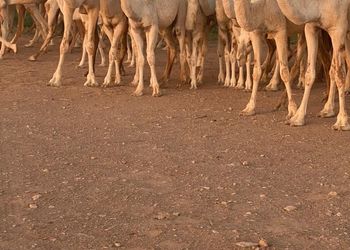 مزرعة بمجلس وفناء خارجي 
