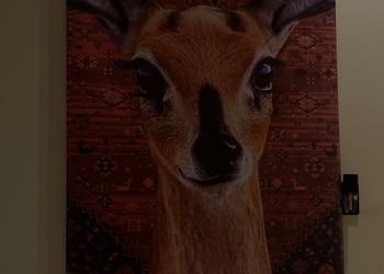 استديو بسرير ماستر ودخول ذاتي