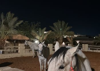 مزرعة بجلسة خارجية واسطبل خيل