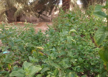 مزرعة بطراز شعبي وملحق خارجي