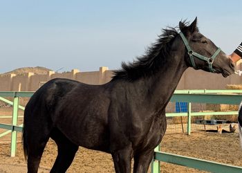 مزرعة بطابع تراثي فاخر 
