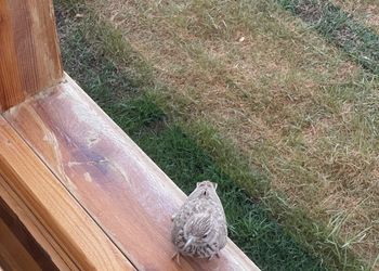 كوخ هادئ بمسبح وجلسة خارجيه
