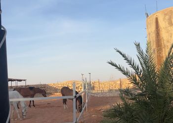 مزرعة ببيت شعر وأجواء ممتعة 