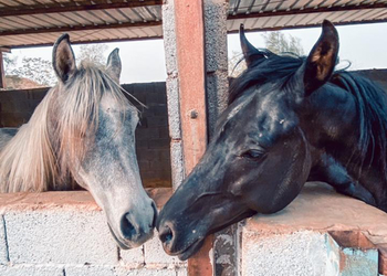 مزرعة باسطبل خيل وجلسه عريش 