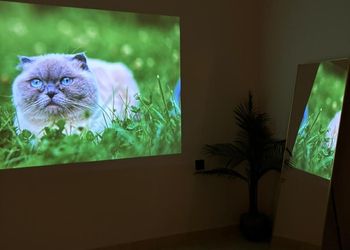  شقه غرفتين نوم وصالة سينما 