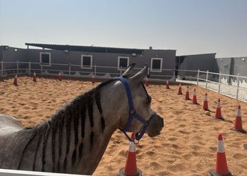 استراحة مع اسطبل خيول وجلسات