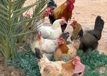 استراحة بجلسة خارجية ومسبح