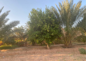 مزرعة بمسطحات خضراء وبيت شعر