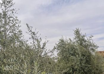 مزرعة بيت ريفي وجلسات خارجية 
