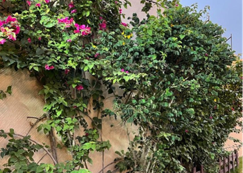 شاليه بمسطح اخضر و مسبح