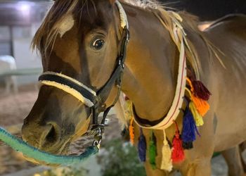 استراحة باسطبل خيل وصالة جلوس