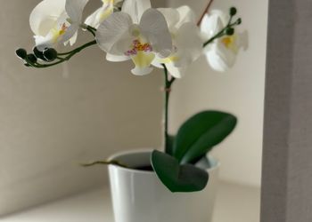 استديو بسرير ماستر