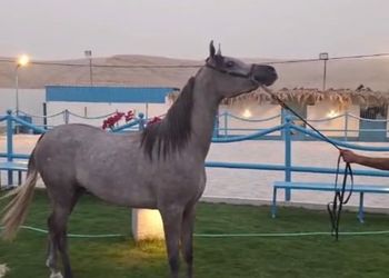 شاليه بخيول ومسبح وألعاب واطفال 