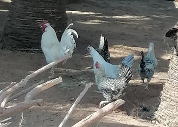 خيمة بسريرين مفردة ومرافق مشتركة