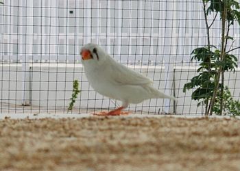 اسطبل بجلسات ومسطح اخضر