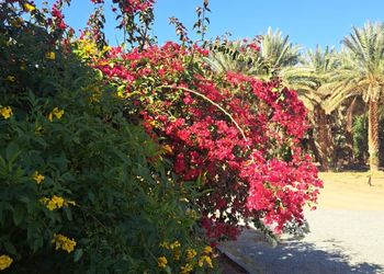 استراحه بمسطحات خضراء وغرف نوم
