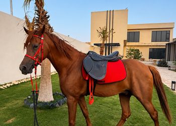 استراحة بجلسة خارجية و مسبح