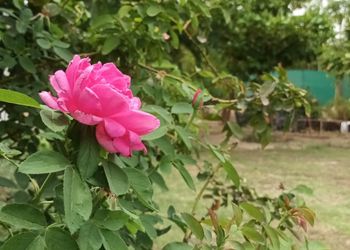 استراحه بإطلاله على مزرعه وحديقه