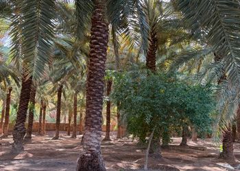 استراحة بصاله أنيقة وجلسة خارجية