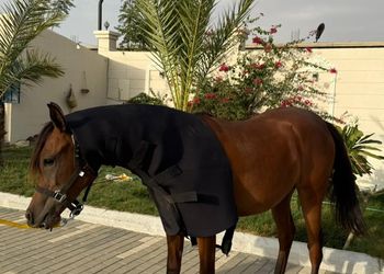 استراحة بمسطح اخضر