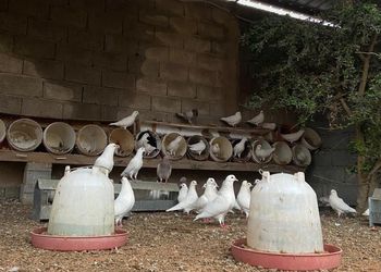 مزرعة بمسطحات خضراء وأجواء ممتعة
