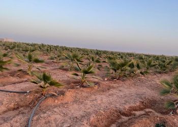 مزرعة بمسطح اخضر وغرفتين نوم