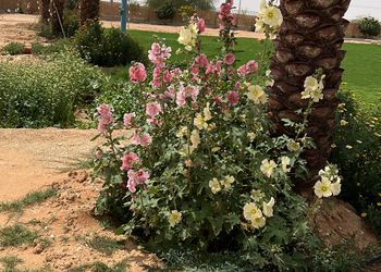 مزرعة بجلسة خارجية واجواء ممتعة 