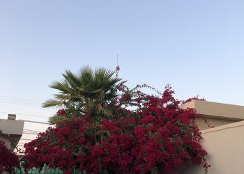 شالية بمجلس وفناء خارجي 