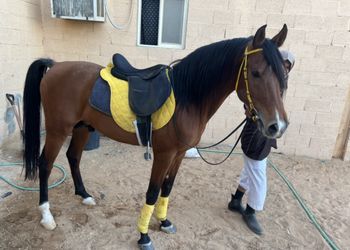 استراحة داخل اسطبل خيول 