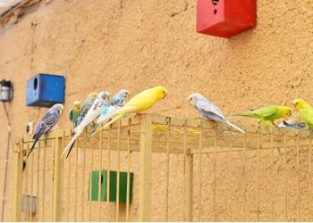 شاليه بمسطح اخضر وغرفتين نوم 