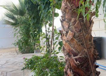 استراحة بمجلس وفناء خارجي 