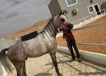 استراحة مع اسطبل خيول وجلسات