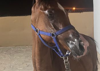 استراحة ببيت شعر واسطبل خيل