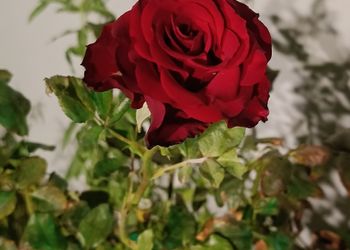 استراحة بمسبح داخلي وأجواء ممتعة 