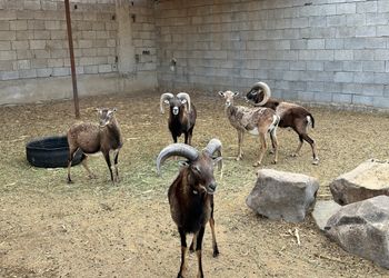 مزرعة بمسطحات خضراء وجلسة خارجية