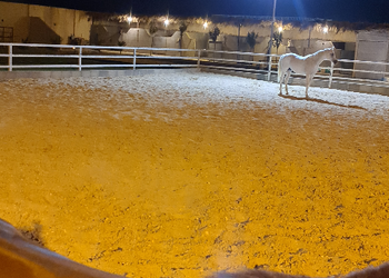 استراحة بإسطبل خيل و جلسات
