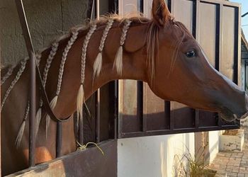 اسطبل بجلسات ومسطح اخضر