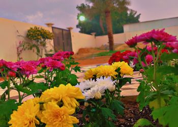استراحة بخيمة و  مجالس