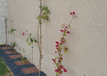 شاليه بمسطح اخضر ومسبح 
