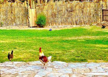 مزرعة بمسطحات خضراء وجلسة خارجية