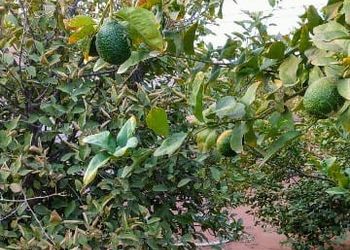 مزرعة بجلسات خارجية و ألعاب اطفال 